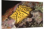 Chocolate Chip Star by Anonymous