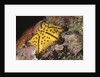 Chocolate Chip Star by Anonymous