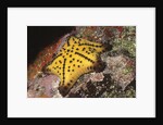 Chocolate Chip Star by Anonymous