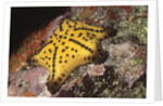 Chocolate Chip Star by Anonymous