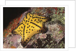 Chocolate Chip Star by Anonymous