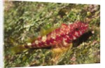 Galapagos Triplefin Blenny by Anonymous