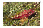 Galapagos Triplefin Blenny by Anonymous