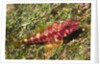 Galapagos Triplefin Blenny by Anonymous