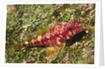 Galapagos Triplefin Blenny by Anonymous