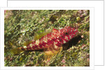 Galapagos Triplefin Blenny by Anonymous