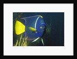 King Angelfish by Anonymous