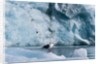 Seagull, Lilliehook Glacier, Spitzbergen by Anonymous