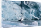 Seagull, Lilliehook Glacier, Spitzbergen by Anonymous