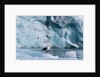 Seagull, Lilliehook Glacier, Spitzbergen by Anonymous
