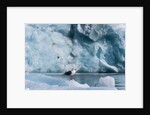 Seagull, Lilliehook Glacier, Spitzbergen by Anonymous