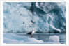 Seagull, Lilliehook Glacier, Spitzbergen by Anonymous