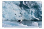 Seagull, Lilliehook Glacier, Spitzbergen by Anonymous