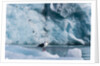 Seagull, Lilliehook Glacier, Spitzbergen by Anonymous