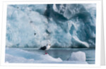 Seagull, Lilliehook Glacier, Spitzbergen by Anonymous