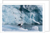 Seagull, Lilliehook Glacier, Spitzbergen by Anonymous