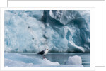 Seagull, Lilliehook Glacier, Spitzbergen by Anonymous