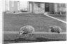 Two possums perched on a fence, ca. 1910 by Anonymous