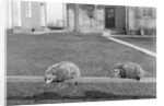 Two possums perched on a fence, ca. 1910 by Anonymous
