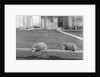 Two possums perched on a fence, ca. 1910 by Anonymous