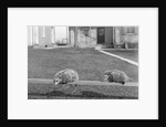 Two possums perched on a fence, ca. 1910 by Anonymous