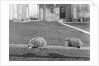 Two possums perched on a fence, ca. 1910 by Anonymous