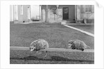 Two possums perched on a fence, ca. 1910 by Anonymous