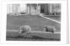 Two possums perched on a fence, ca. 1910 by Anonymous