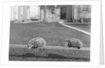 Two possums perched on a fence, ca. 1910 by Anonymous