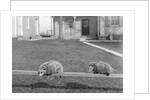 Two possums perched on a fence, ca. 1910 by Anonymous