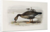 A White-Fronted Goose by Archibald Thorburn