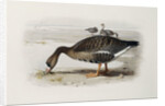 A White-Fronted Goose by Archibald Thorburn