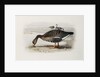 A White-Fronted Goose by Archibald Thorburn