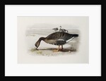 A White-Fronted Goose by Archibald Thorburn