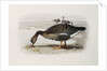 A White-Fronted Goose by Archibald Thorburn