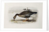A White-Fronted Goose by Archibald Thorburn