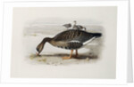 A White-Fronted Goose by Archibald Thorburn