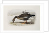 A White-Fronted Goose by Archibald Thorburn