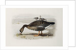 A White-Fronted Goose by Archibald Thorburn