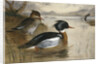 Mergansers on Loch Maree by Archibald Thorburn
