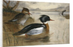 Mergansers on Loch Maree by Archibald Thorburn
