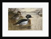 Mergansers on Loch Maree by Archibald Thorburn