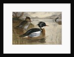 Mergansers on Loch Maree by Archibald Thorburn