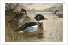 Mergansers on Loch Maree by Archibald Thorburn