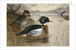 Mergansers on Loch Maree by Archibald Thorburn