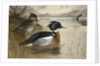 Mergansers on Loch Maree by Archibald Thorburn