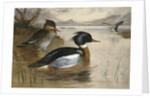 Mergansers on Loch Maree by Archibald Thorburn