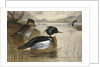 Mergansers on Loch Maree by Archibald Thorburn