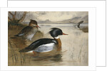 Mergansers on Loch Maree by Archibald Thorburn