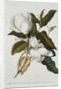 Magnolia by Georg Dionysius Ehret